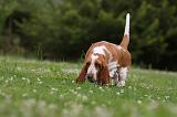 BASSET HOUND 049